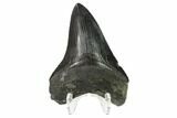 Serrated, Fossil Megalodon Tooth - South Carolina #137074-2